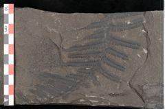 Foto (Detailansicht) von Cyatheites schlotheimii St. (NHMW-GEO-2024-0188-10857)